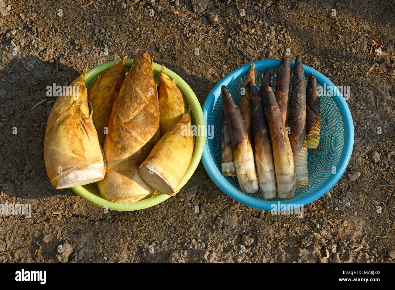 Two types of fresh bamboo shoots bought at the vegetable market in