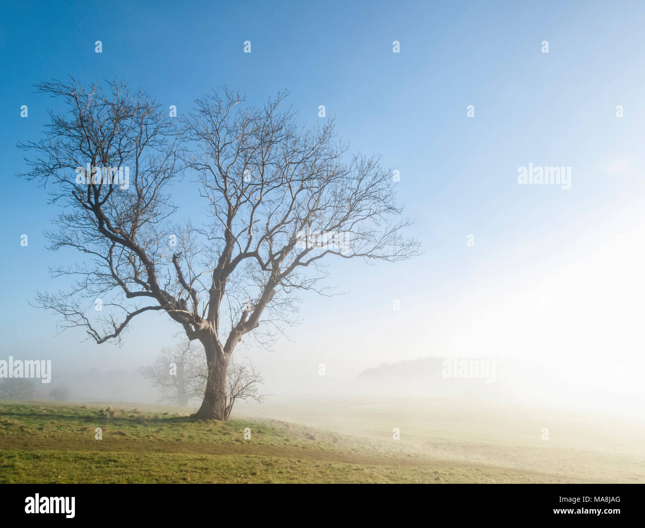 Bright misty morning with tree in landscape Stock Photo - Alamy