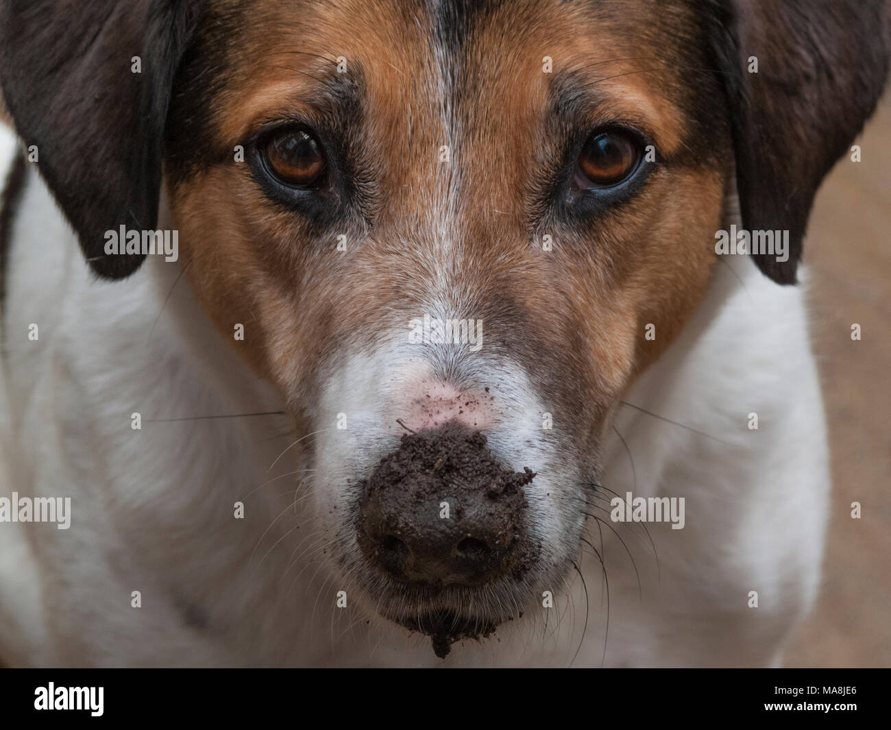 Dog with muddy nose Stock Photo