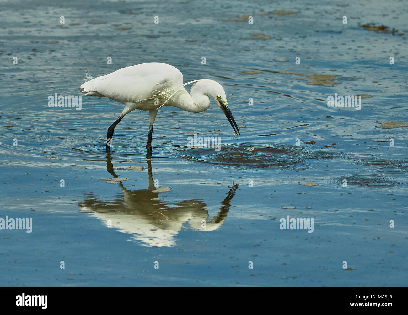 A Little Egret (Egretta Garzetta) with a small fish in its beak just after being caught from the water, England, UK Stock Photo