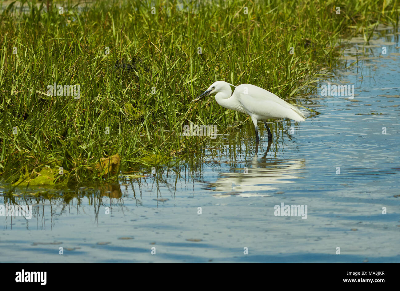 A Little Egret (Egretta Garzetta) in wetland with a small fish in its beak just after being caught from the water, England, UK Stock Photo
