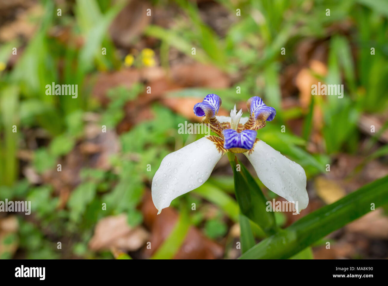 beautiful Iris germanica Stock Photo - Alamy