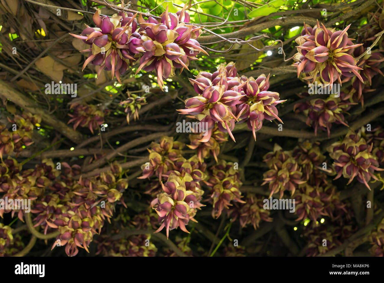 blooming mucuna birdwoodiana tutch in Spring Stock Photo
