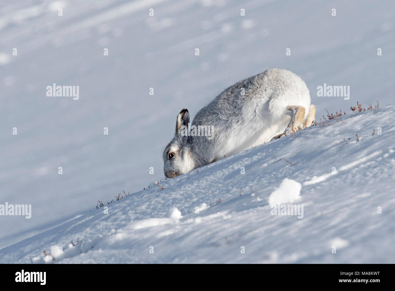 Mountain hare (lepus timidus) searching for food on snow covered hillside in the Scottish Highlands, March 2018 Stock Photo