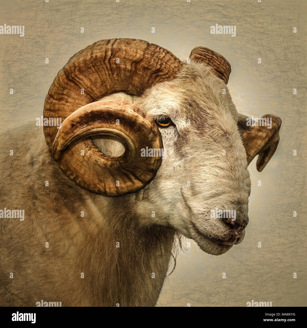 Close up of a Ram with large horns Stock Photo - Alamy