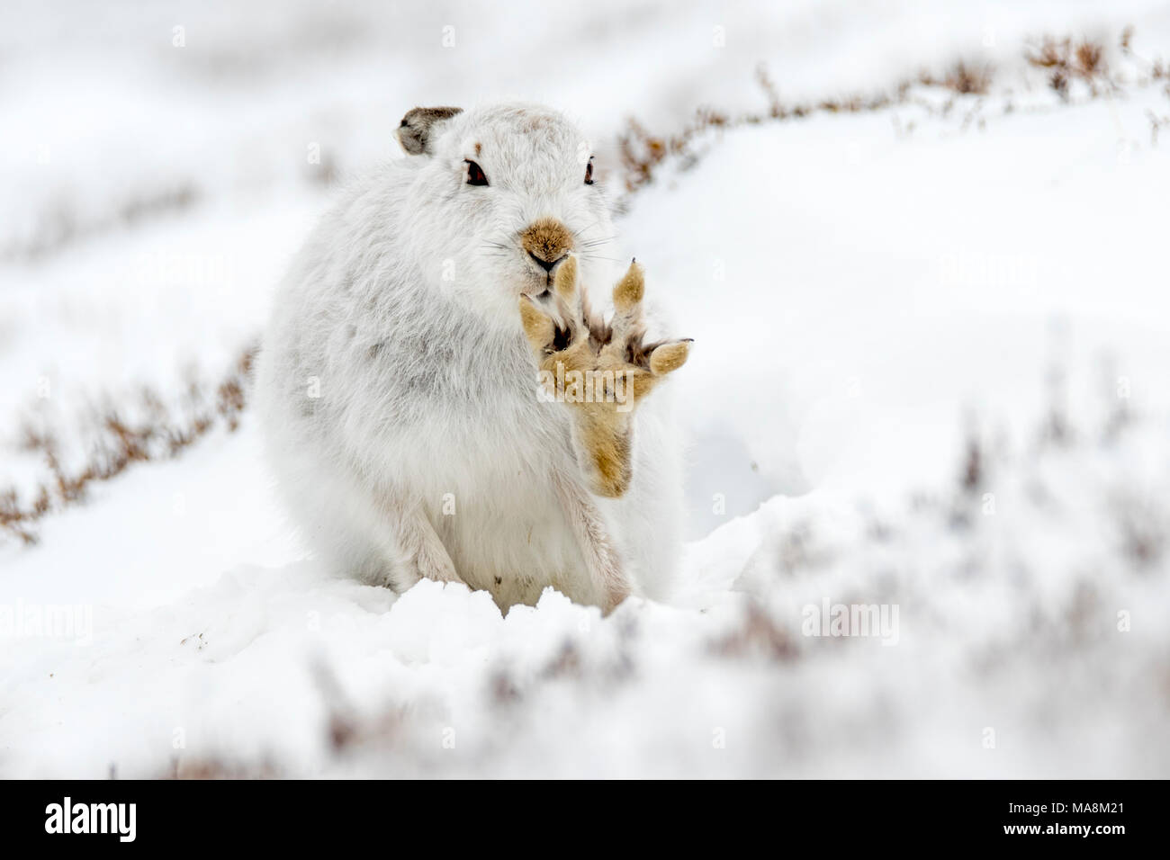 Mountain hare (lepus timidus) with paw raised whilst grooming in form on snow covered hillside in the Scottish Highlands, March 2018 Stock Photo