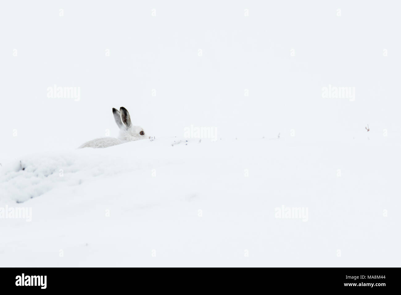 Animal snow camouflage hidden hi-res stock photography and images - Alamy