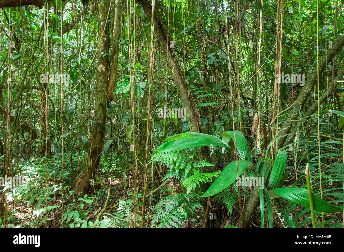 Roraima, the Amazon rain forest in the Xixuaù-Xiparinà reserve Stock Photo