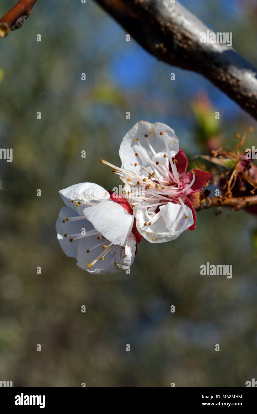 Infiorescenze di polline hi-res stock photography and images - Alamy