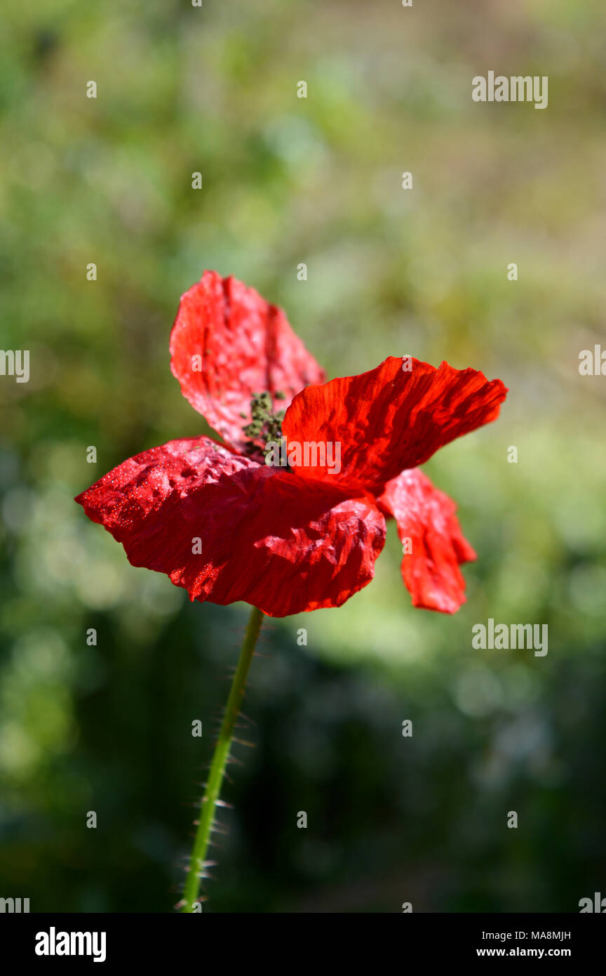 Sfondo polline hi-res stock photography and images - Alamy