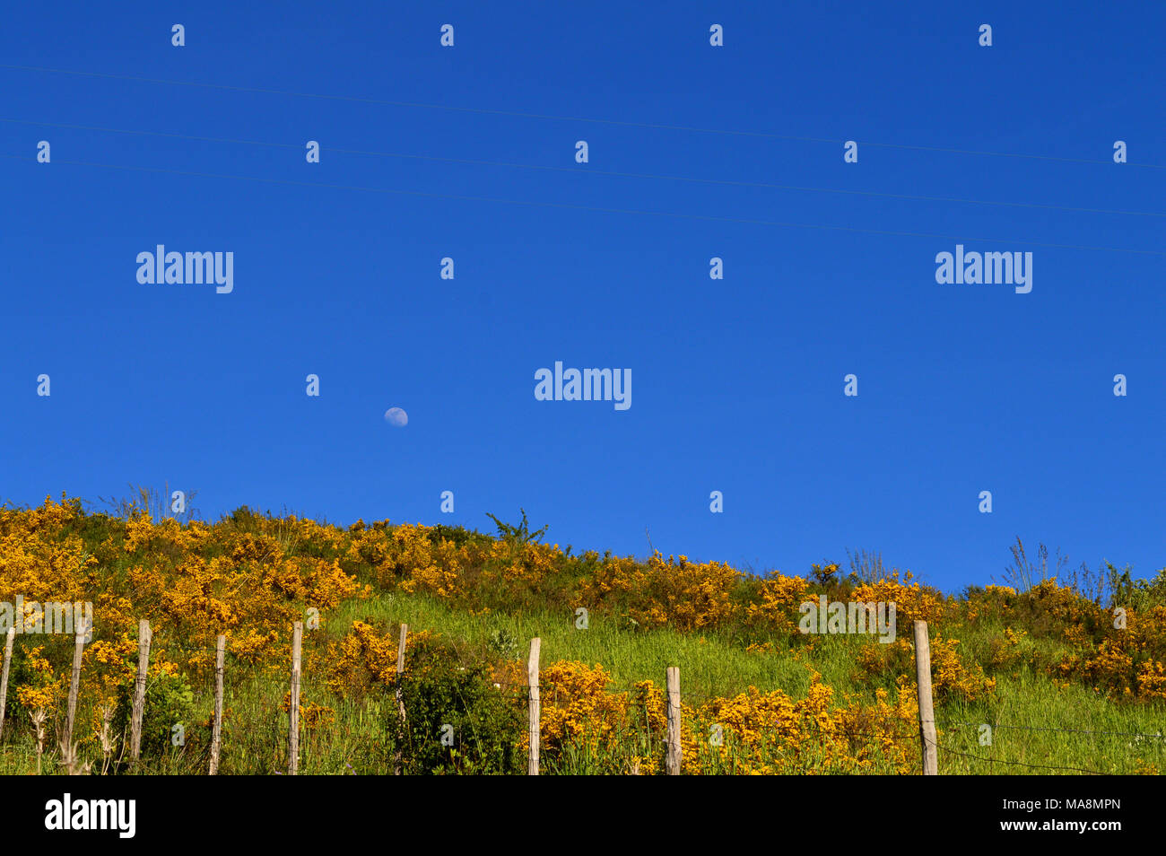 Typical Background of Maquis Shrubland, Wild Nature, Sicily, Italy, Europe Stock Photo