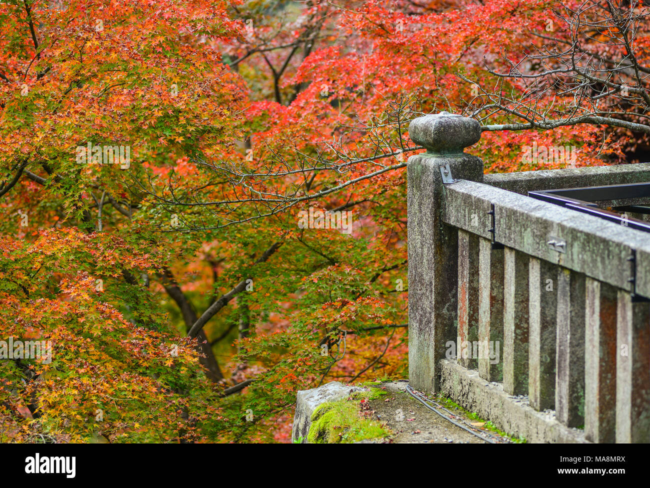 Autumn garden with maple tree and colorful leaves Stock Photo - Alamy