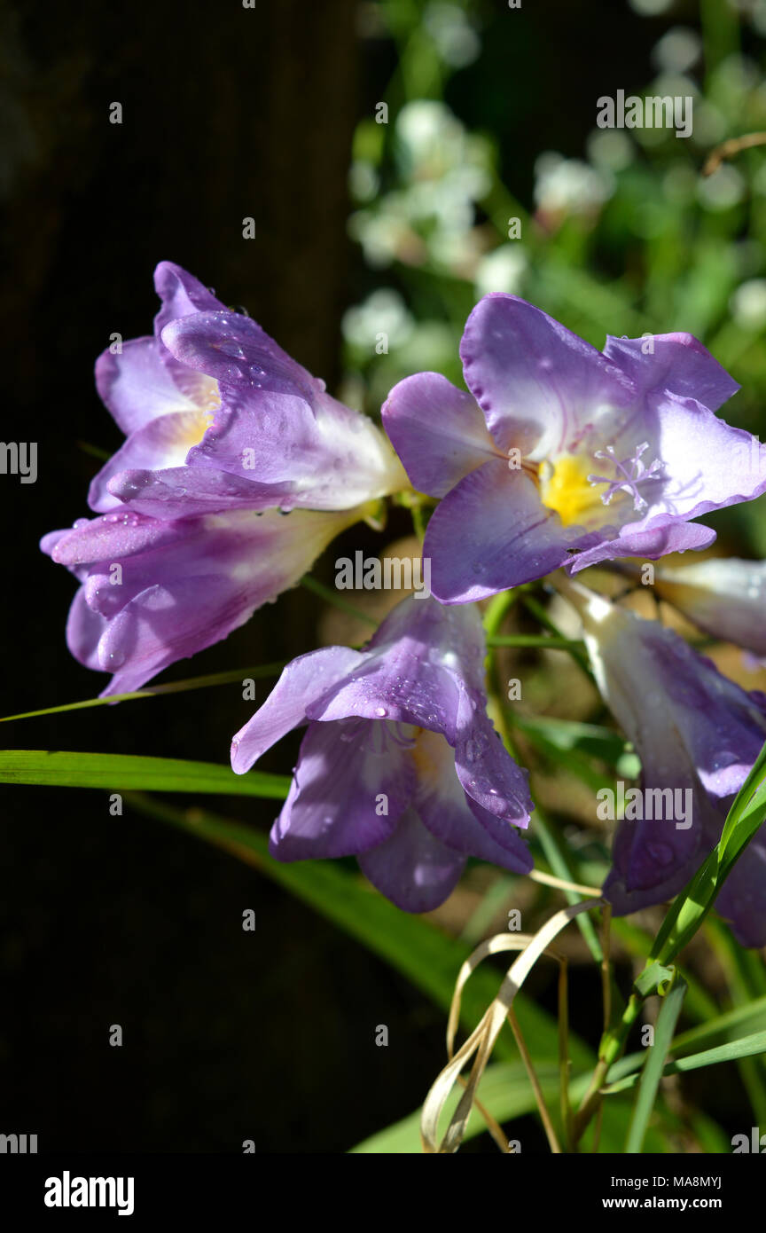 Sfondo polline hi-res stock photography and images - Alamy
