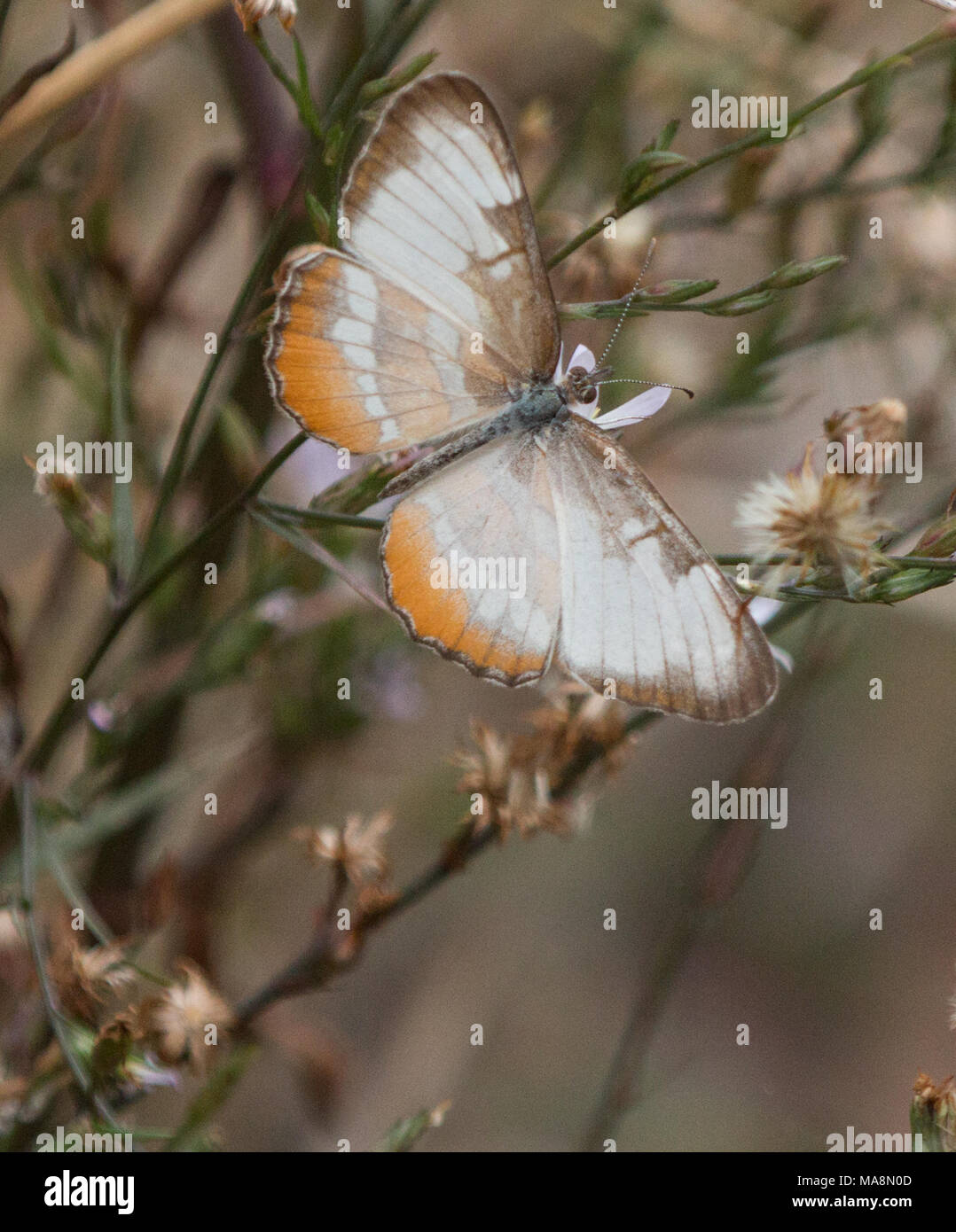 Common Mestra Butterfly on a branch Stock Photo