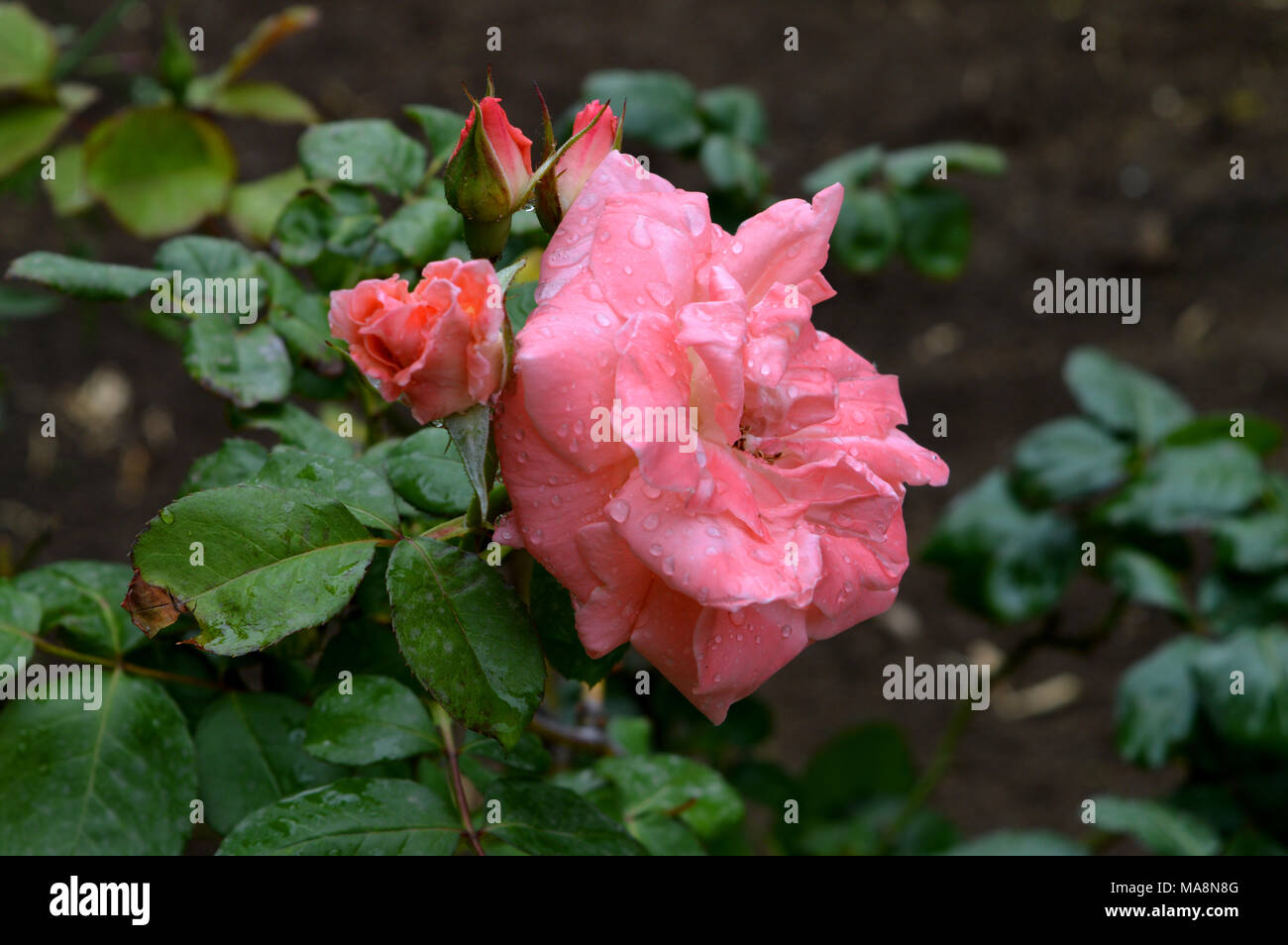 Background of Beautiful Pink Roses Flowers with Dew Stock Photo - Alamy