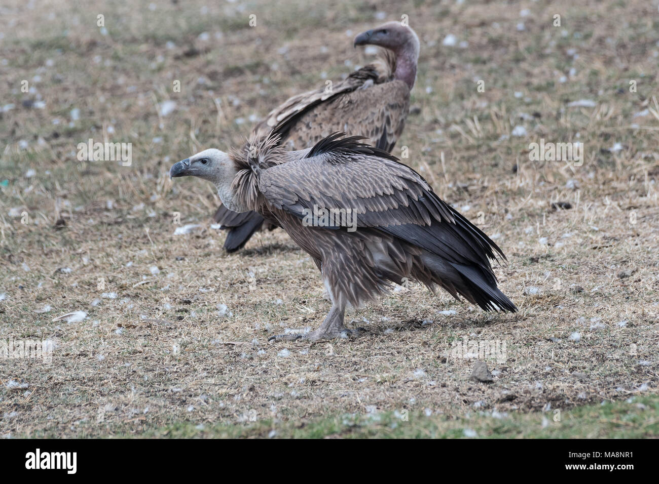 necrophagous-animals-hi-res-stock-photography-and-images-alamy