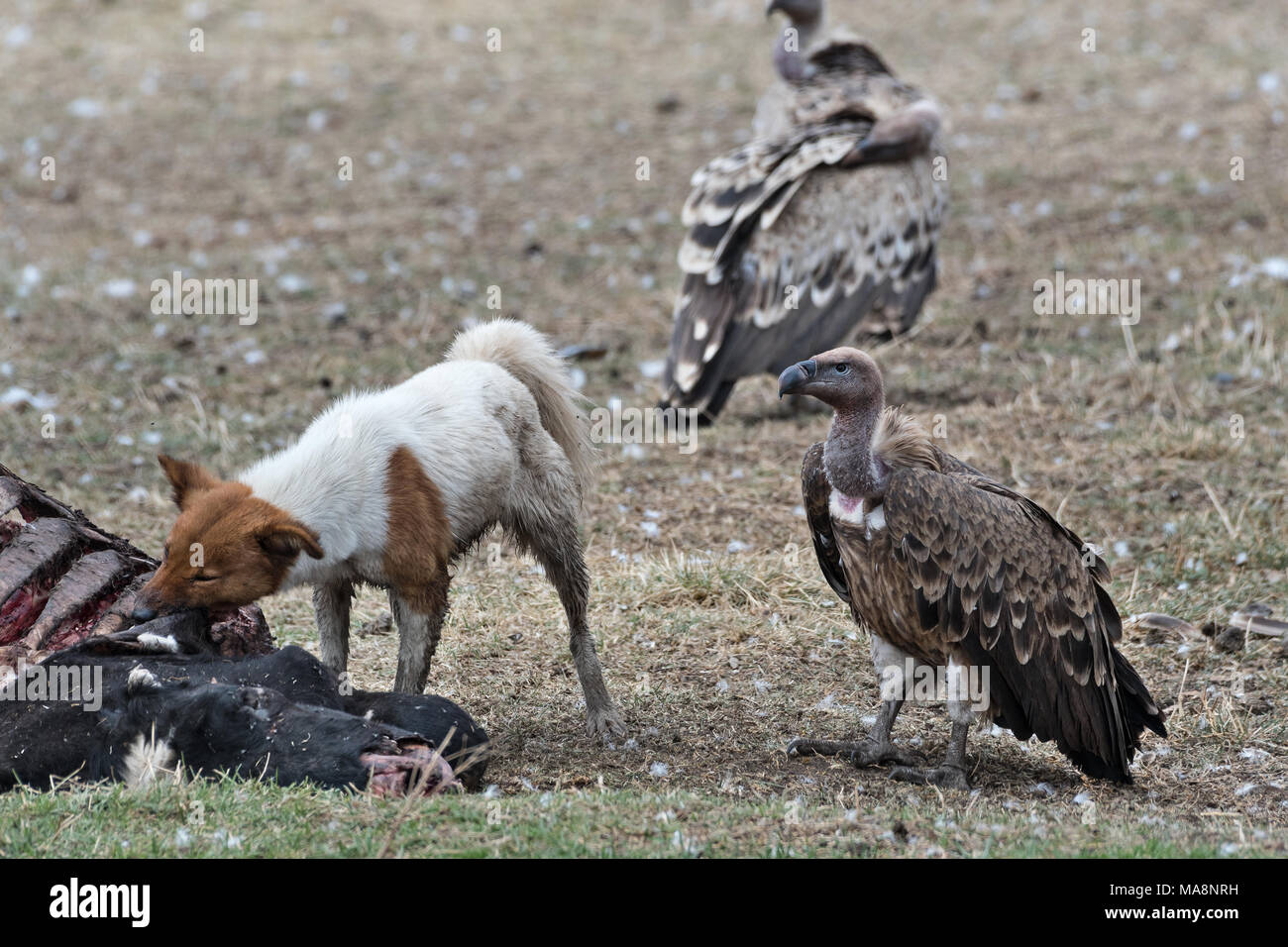 Stray dog and vultures on the carcass of a cow, Ethiopia Stock Photo