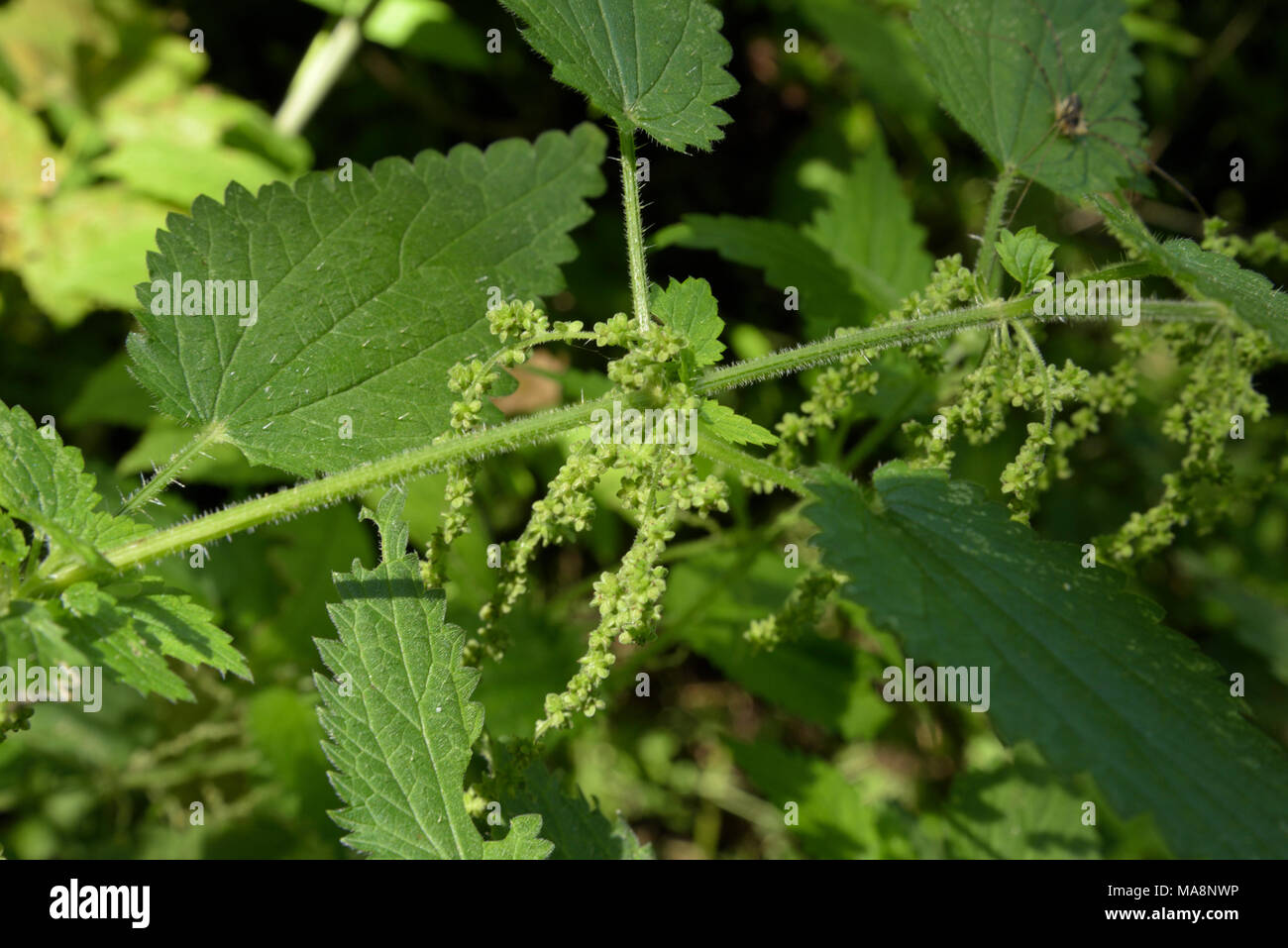Common Nettle Flowers, Urtica dioica Stock Photo