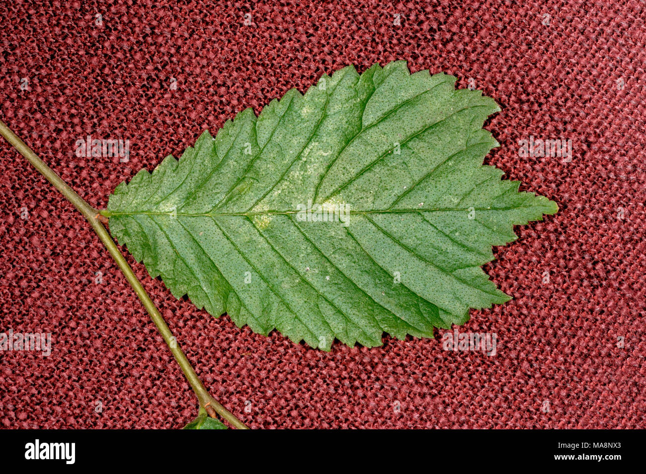 Wych Elm Leaf, Ulmus glabra Stock Photo