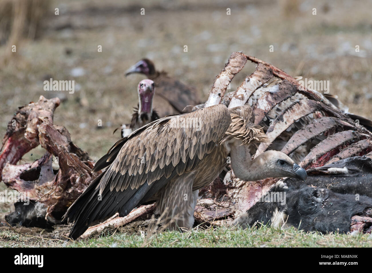 Vultures on a cow's carcass, Ethiopia Stock Photo