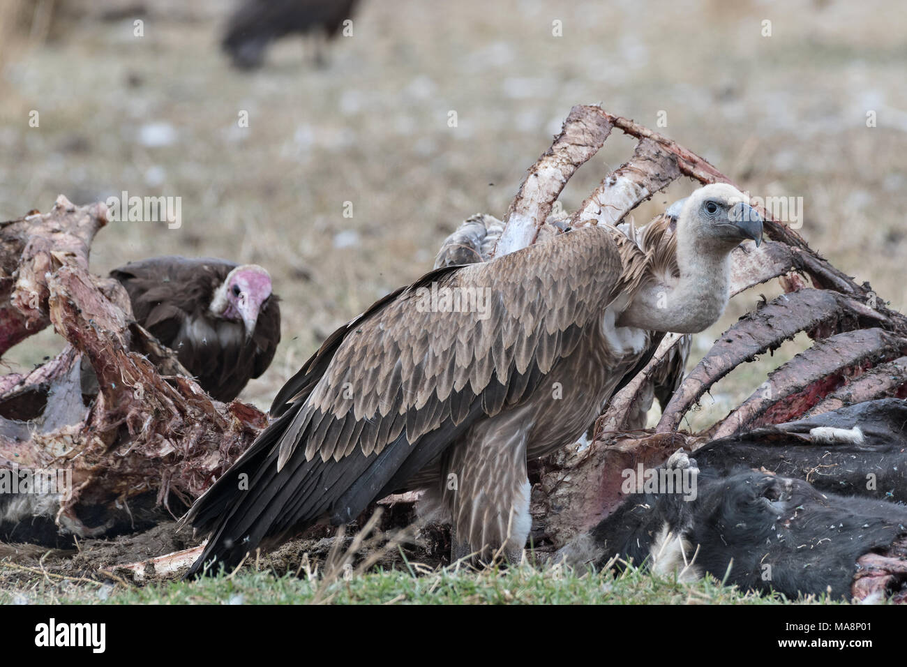 Vultures on a cow's carcass, Ethiopia Stock Photo