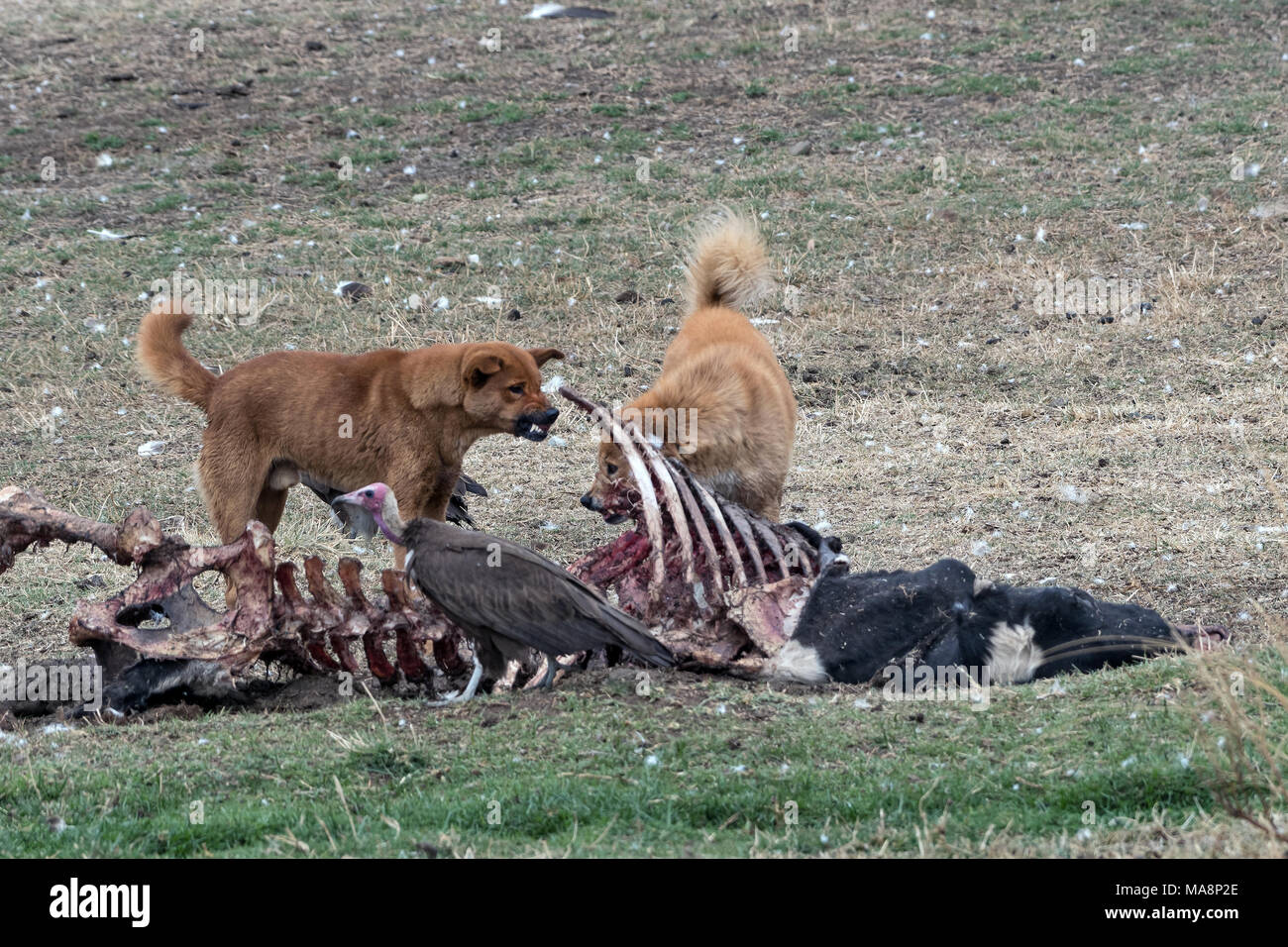 Stray dogs fighting for food, Ethiopia Stock Photo