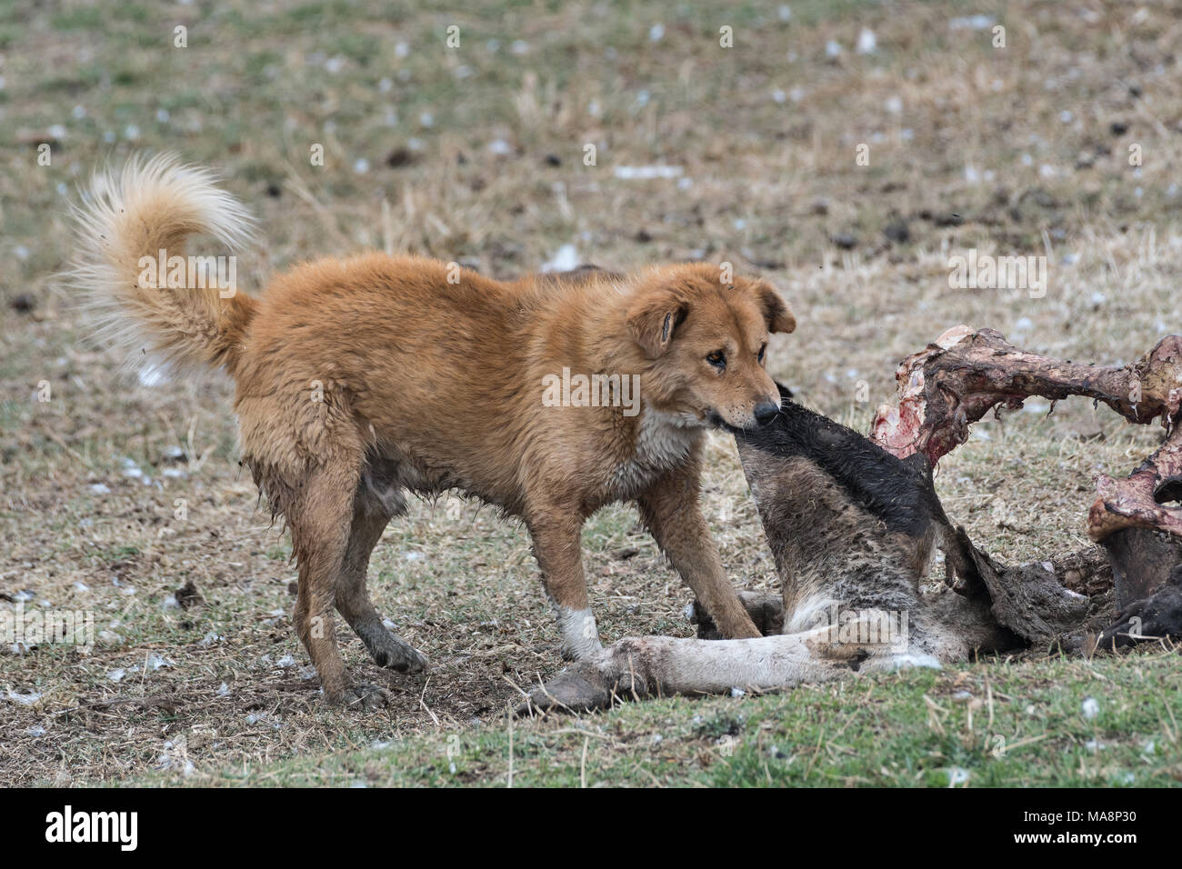 Stray dog on a cow's carcass, Ethiopia Stock Photo Alamy