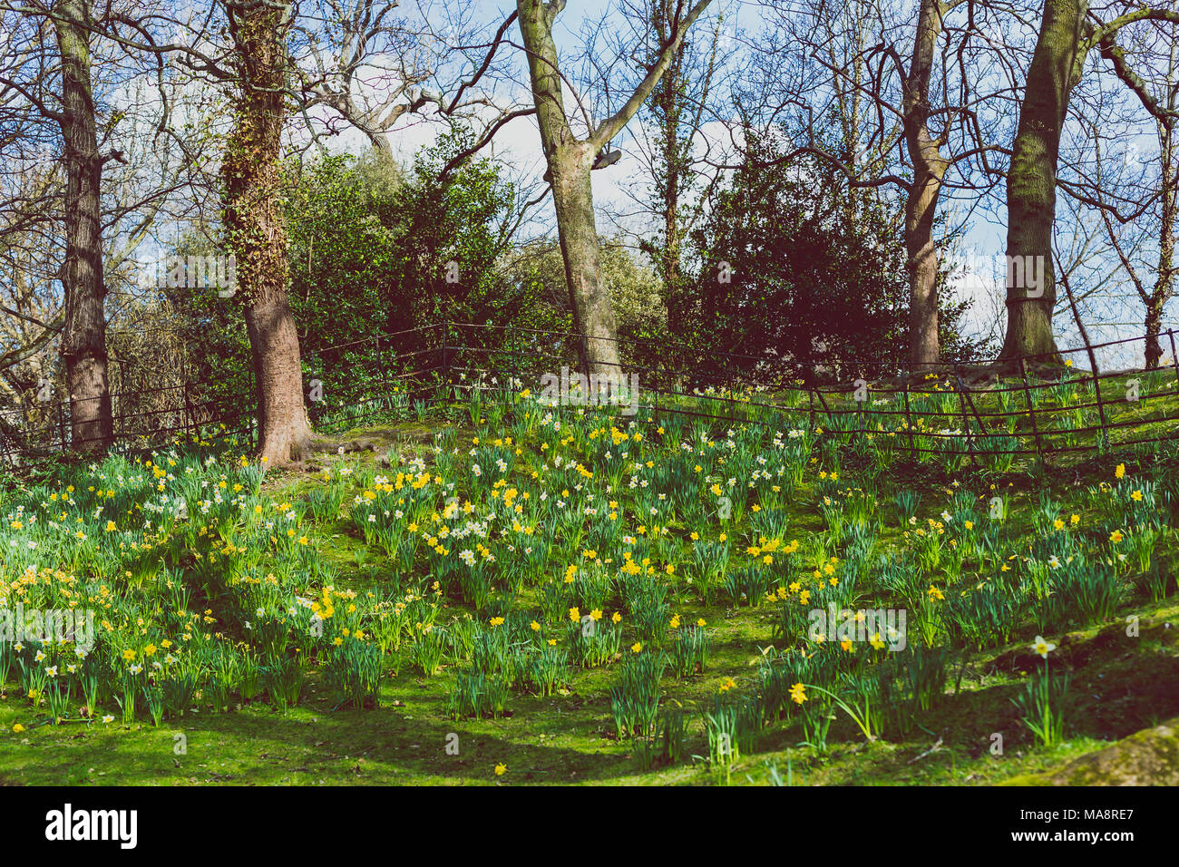 field covered in yellow and white daffodil flowers on a cold spring day ...