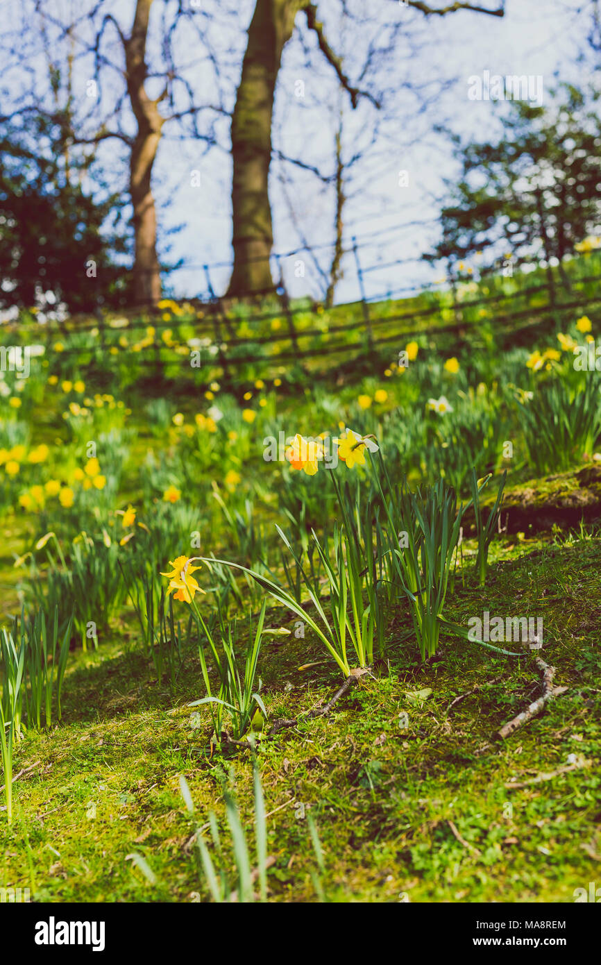 field covered in yellow and white daffodil flowers on a cold spring day ...