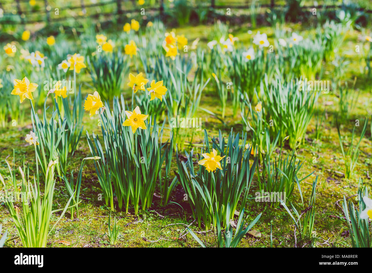 field covered in yellow and white daffodil flowers on a cold spring day ...