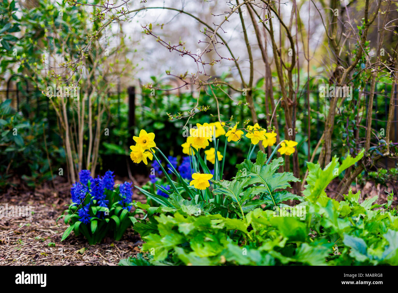 purple blue spanish bell flowers and yellow daffodils shot under a cold