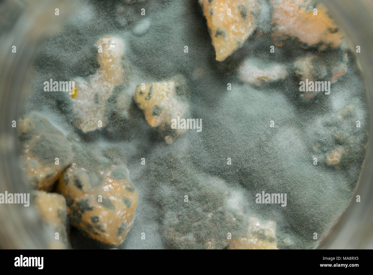 Green mold on food. Fungus on the apple jam Stock Photo Alamy