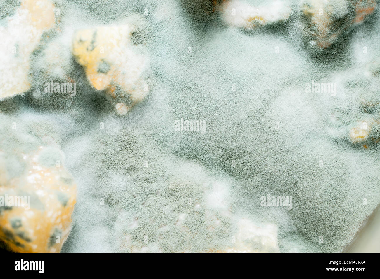 Green mold on food. Fungus on the apple jam Stock Photo Alamy