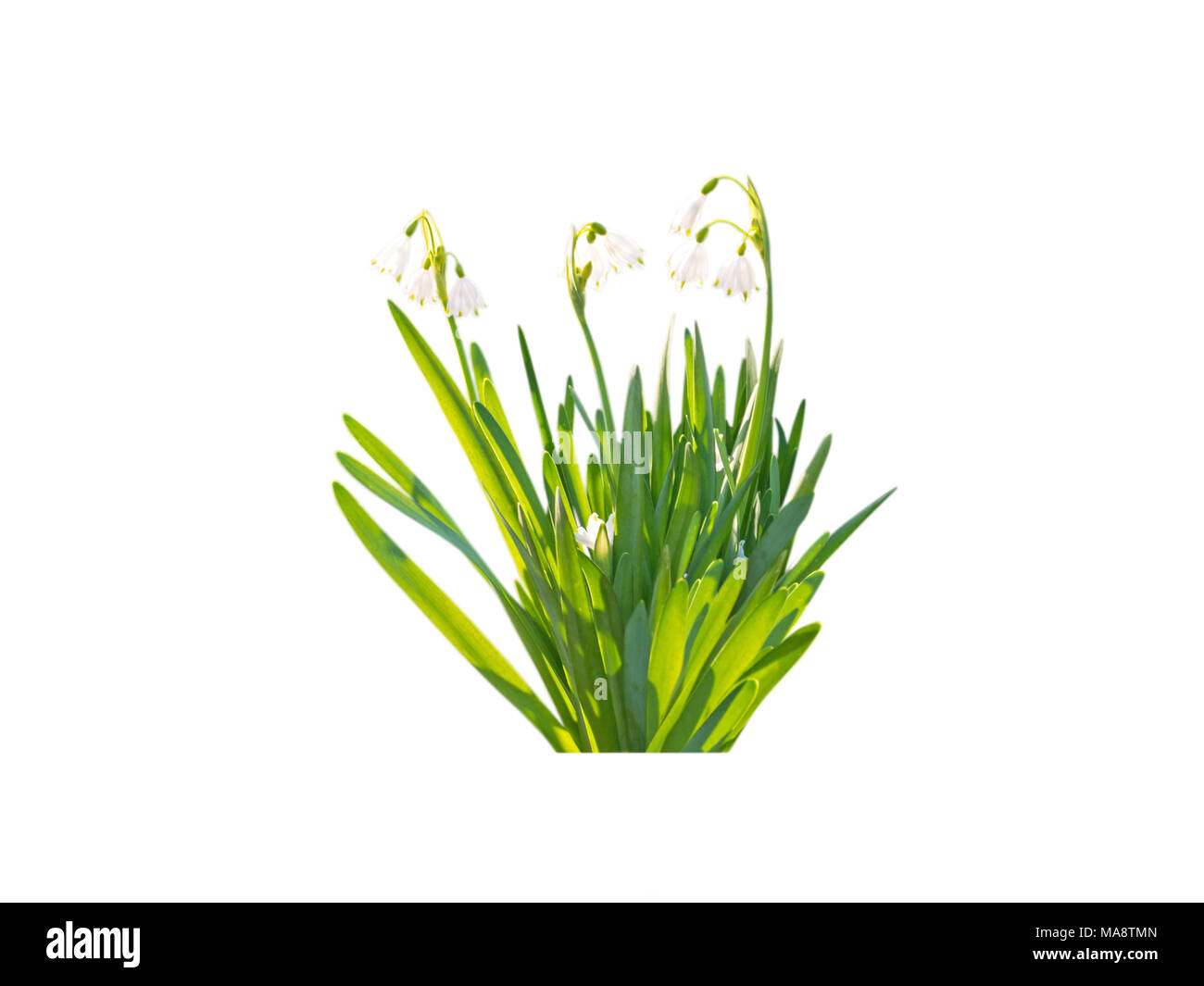 White snowdrop or galanthus spring flowers bunch isolated on white Stock Photo