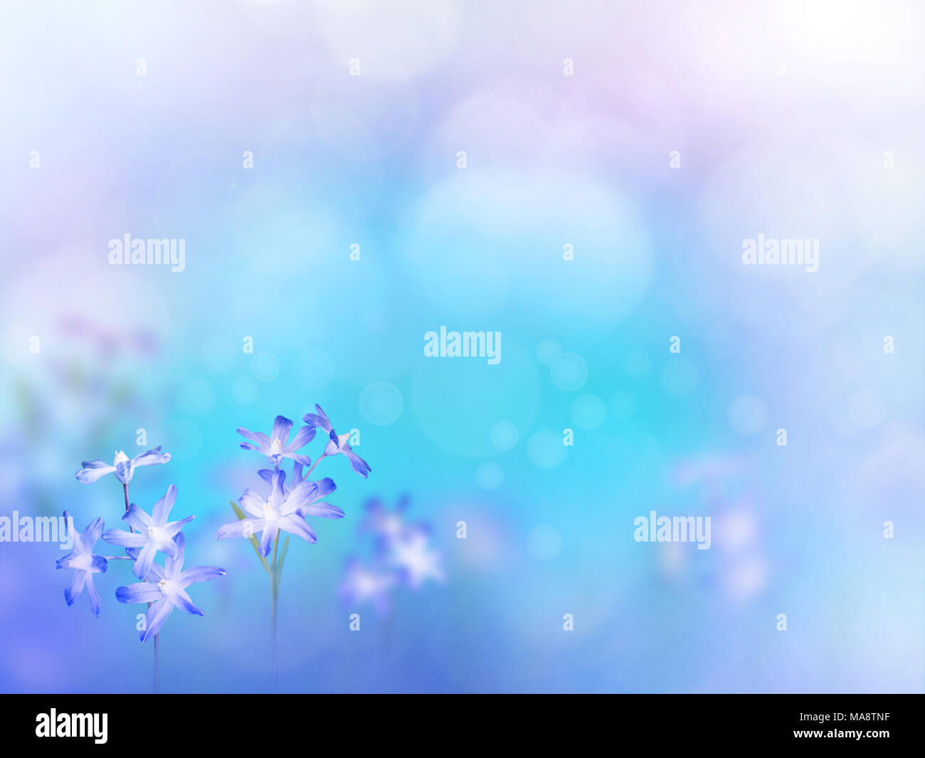 Glory of the show flowers in the corner of turquoise blurred background. Floral desktop. Blue chionodoxa early spring bloom. Stock Photo