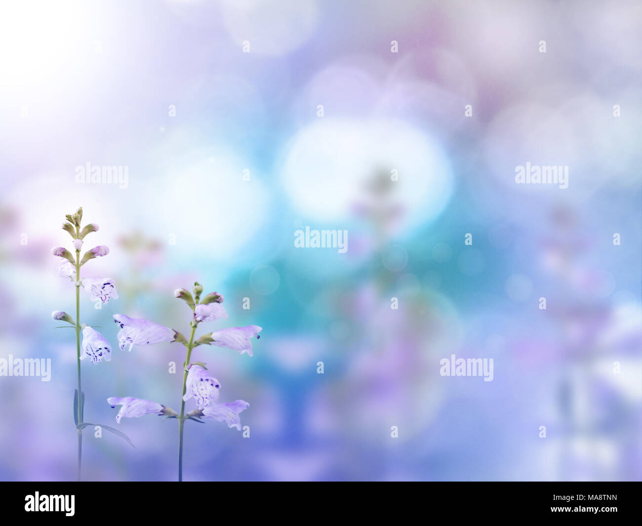 Beautiful light purple flowers on the colorful blurred background. Floral desktop. Stock Photo