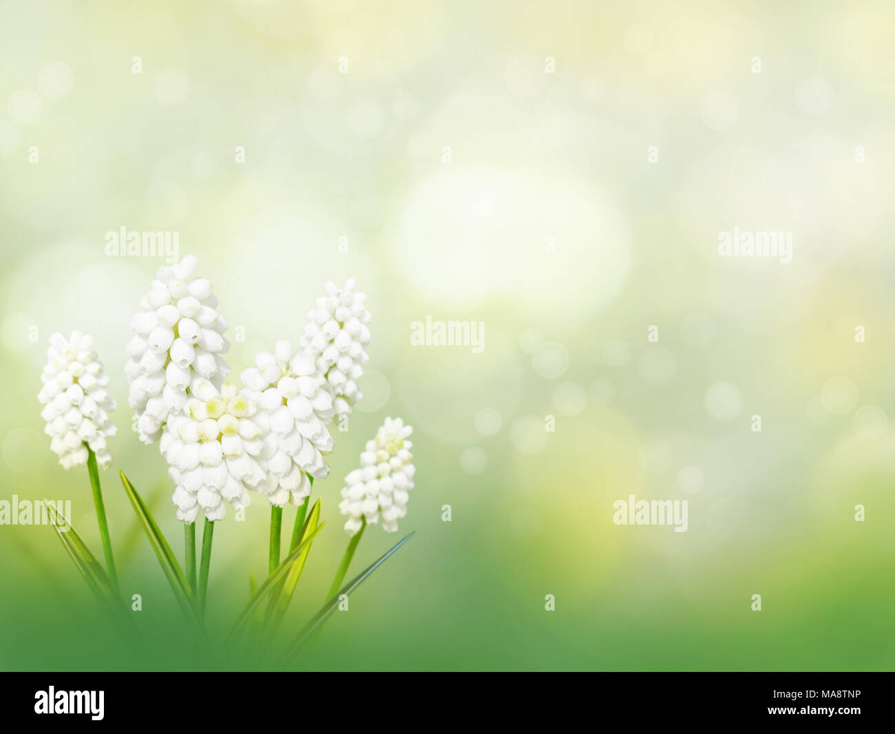 Muscari or grape hyacinth white flowers on the spring blurred garden background Stock Photo