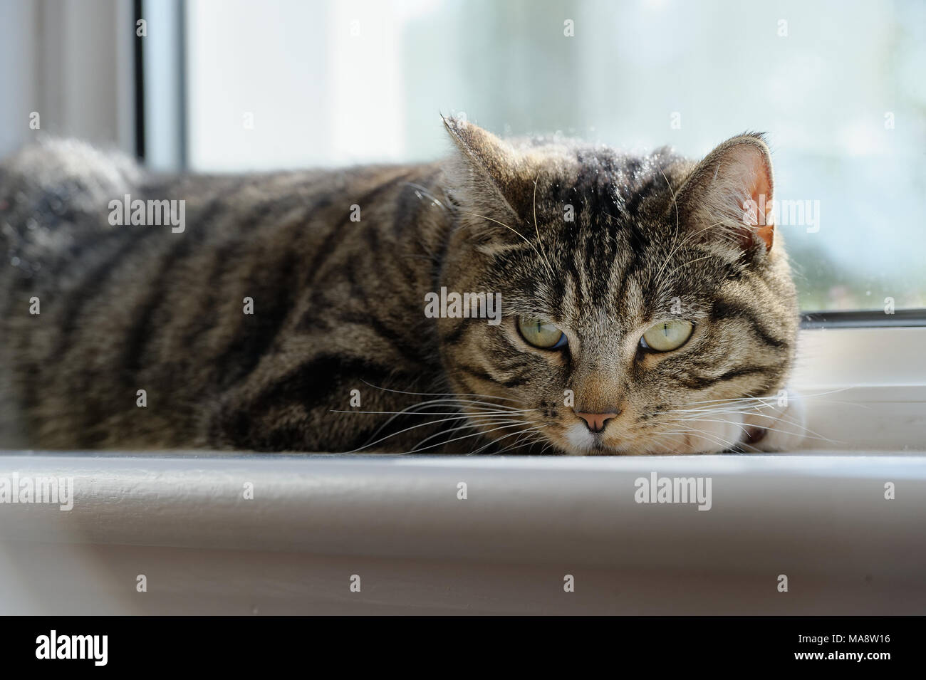 A beautiful tabby cat asleep on a window sill Stock Photo - Alamy