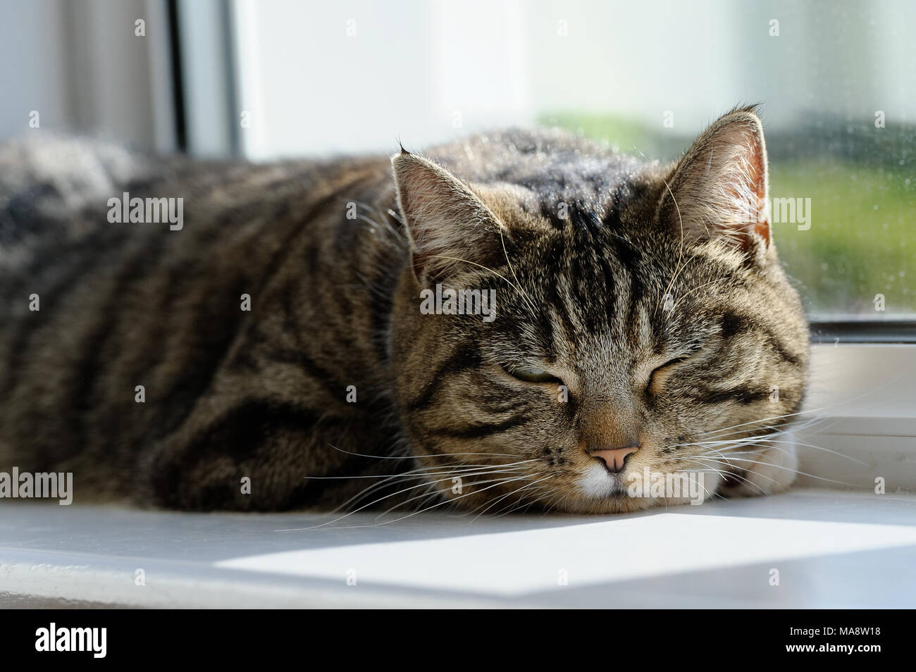 A beautiful tabby cat asleep on a window sill Stock Photo - Alamy