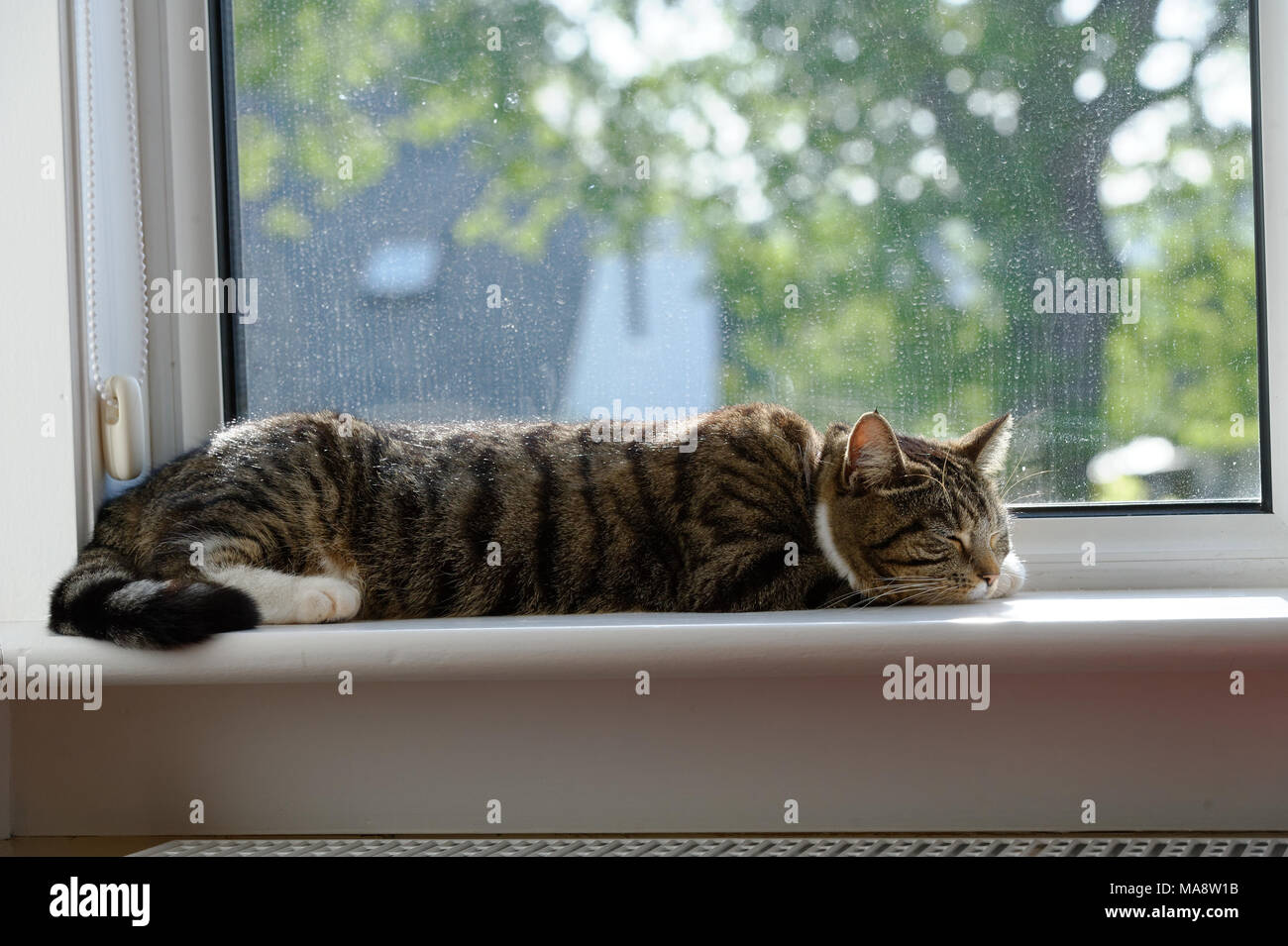 A beautiful tabby cat asleep on a window sill Stock Photo - Alamy