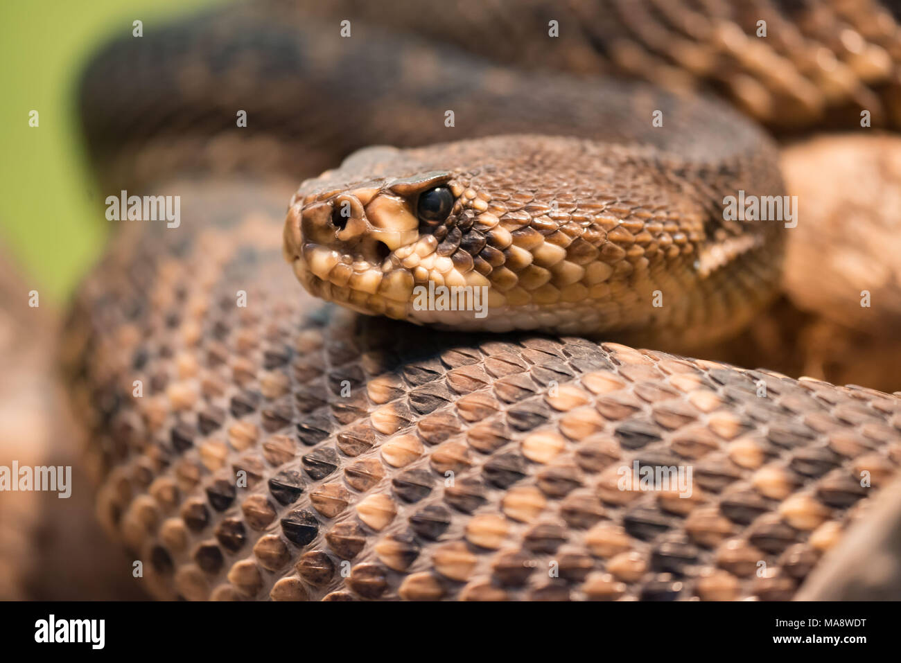 Diamondback rattlesnake is a pit viper species found in the southeastern United States Stock Photo