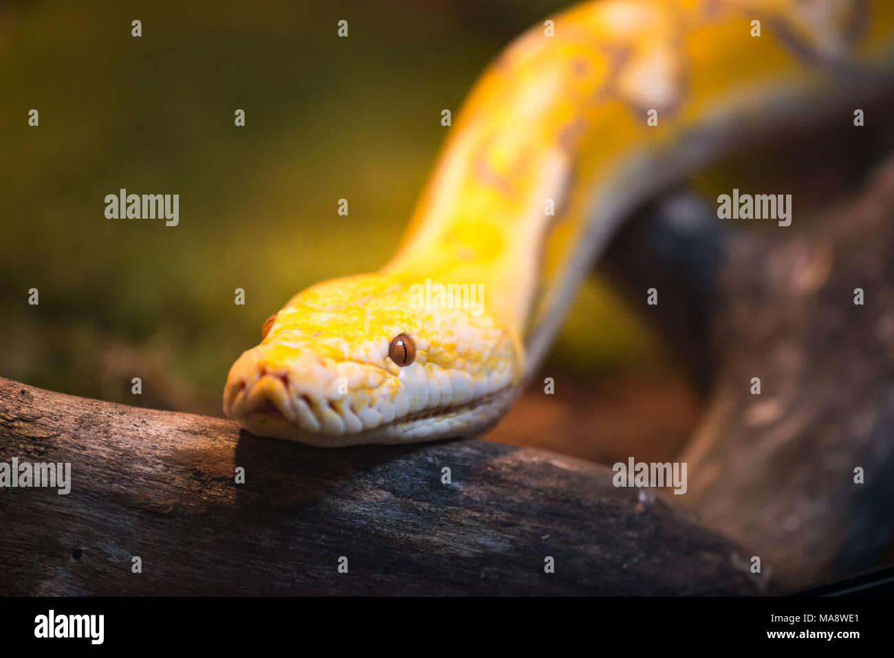Reticulated python are the world's longest snakes and longest reptiles ...