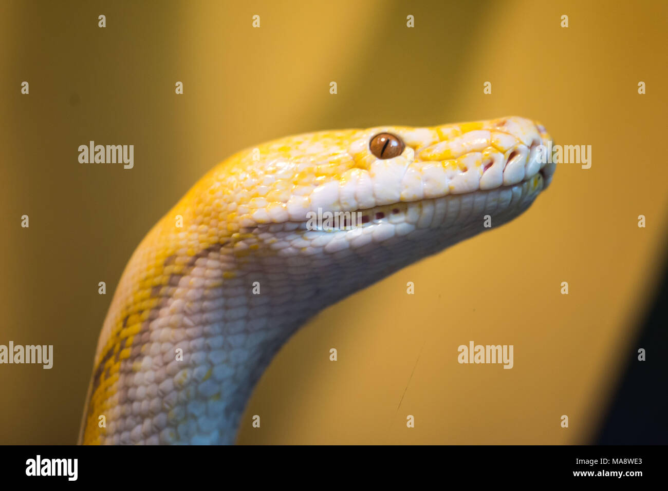 Reticulated python are the world's longest snakes and longest reptiles ...