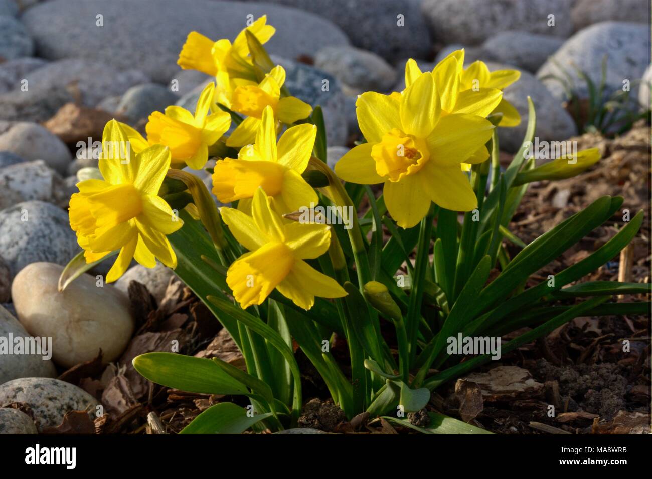 Tete-a-Tete daffodils in full bloom. Stock Photo