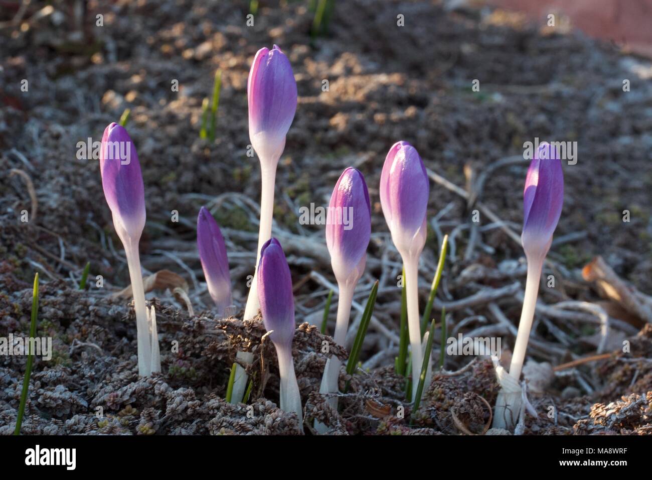 Newly emerged species crocus in bud stage. Stock Photo