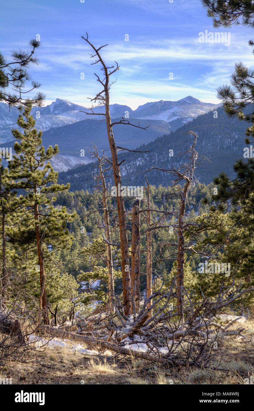 A view of Rocky Mountain National Park including tree snags, a Ponderosa Pine forest and a distant mountain range. Stock Photo