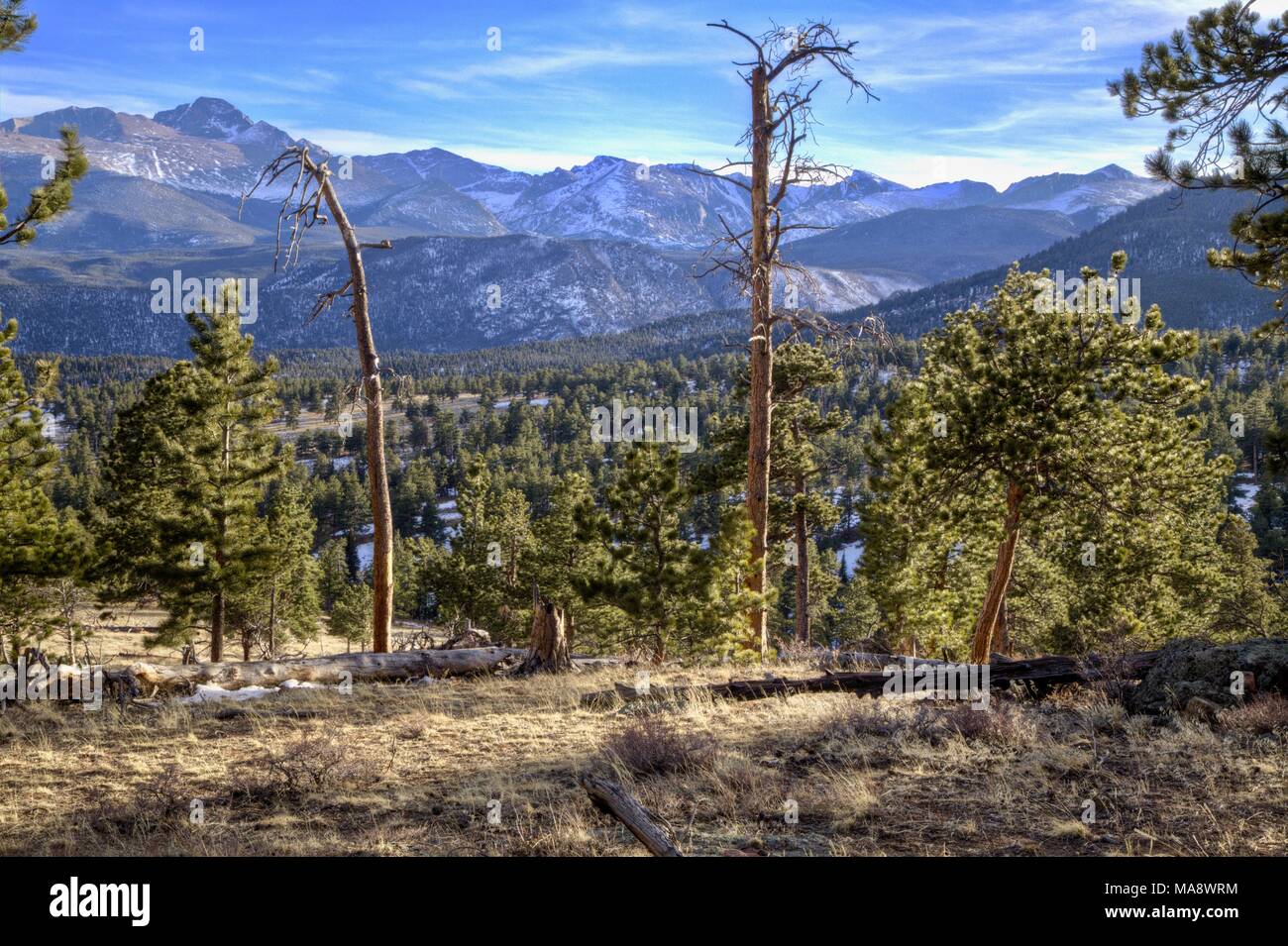 A view of Rocky Mountain National Park including tree snags, a Ponderosa Pine forest and a distant mountain range. Stock Photo