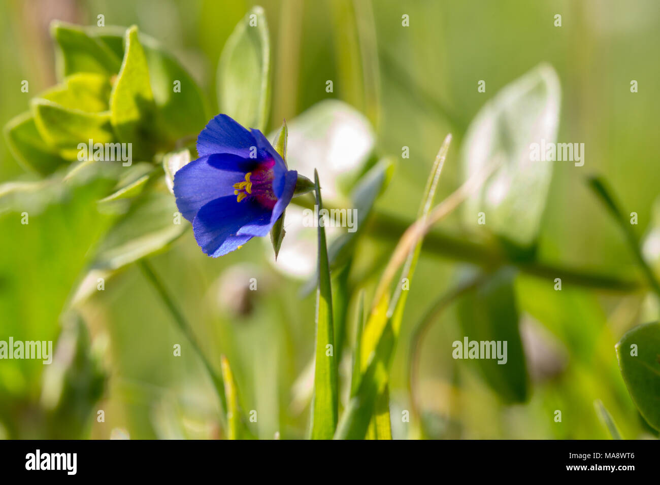 Anagallis arvensis f. azurea, the blue form of the scarlet pimpernel, groing in central Crete, Greece. Stock Photo