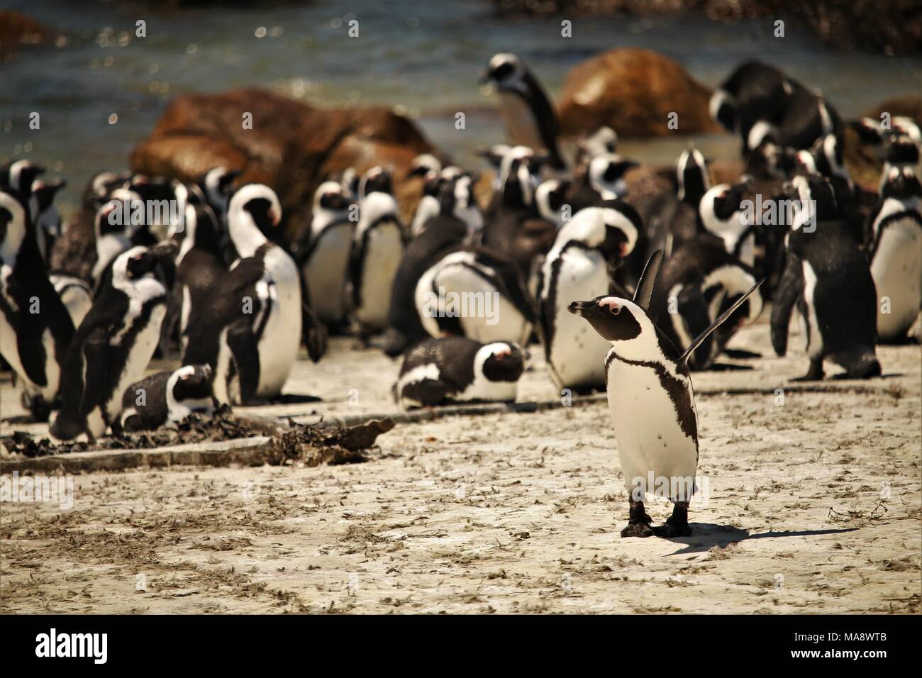 penguin colony in South Africa Stock Photo
