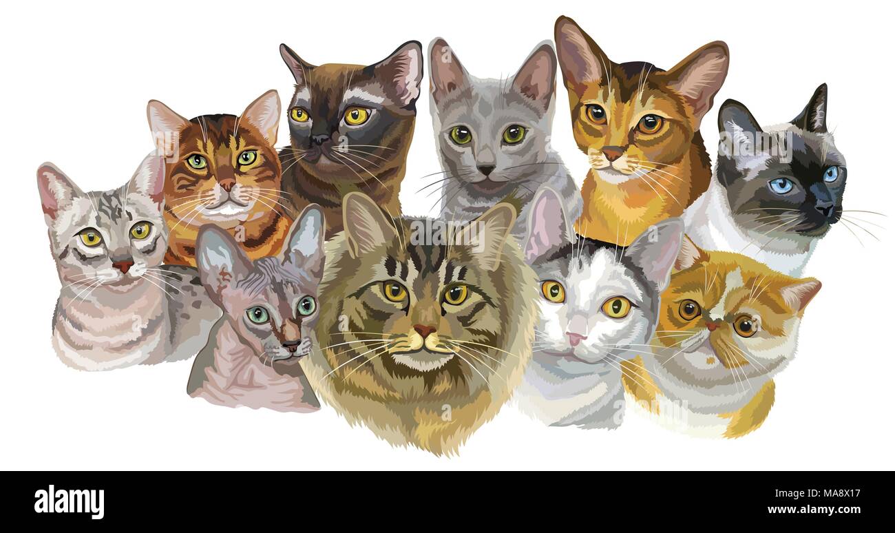 Set of colorful vector portraits of cats breeds (Exotic Shorthair ...